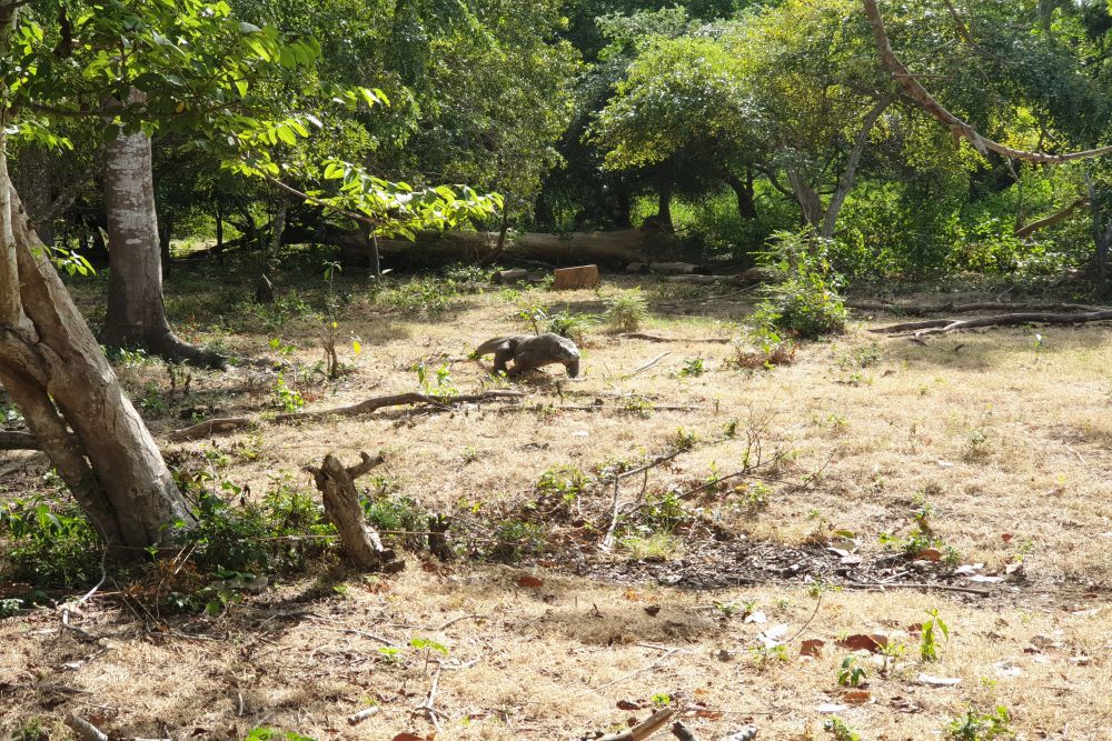 A Komodo dragon